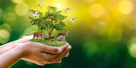 Wildlife Conservation .
